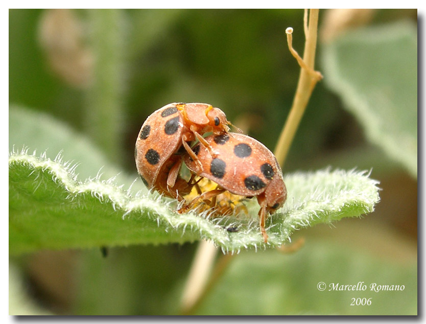 La coccinella del cocomero asinino: Henosepilachna elaterii